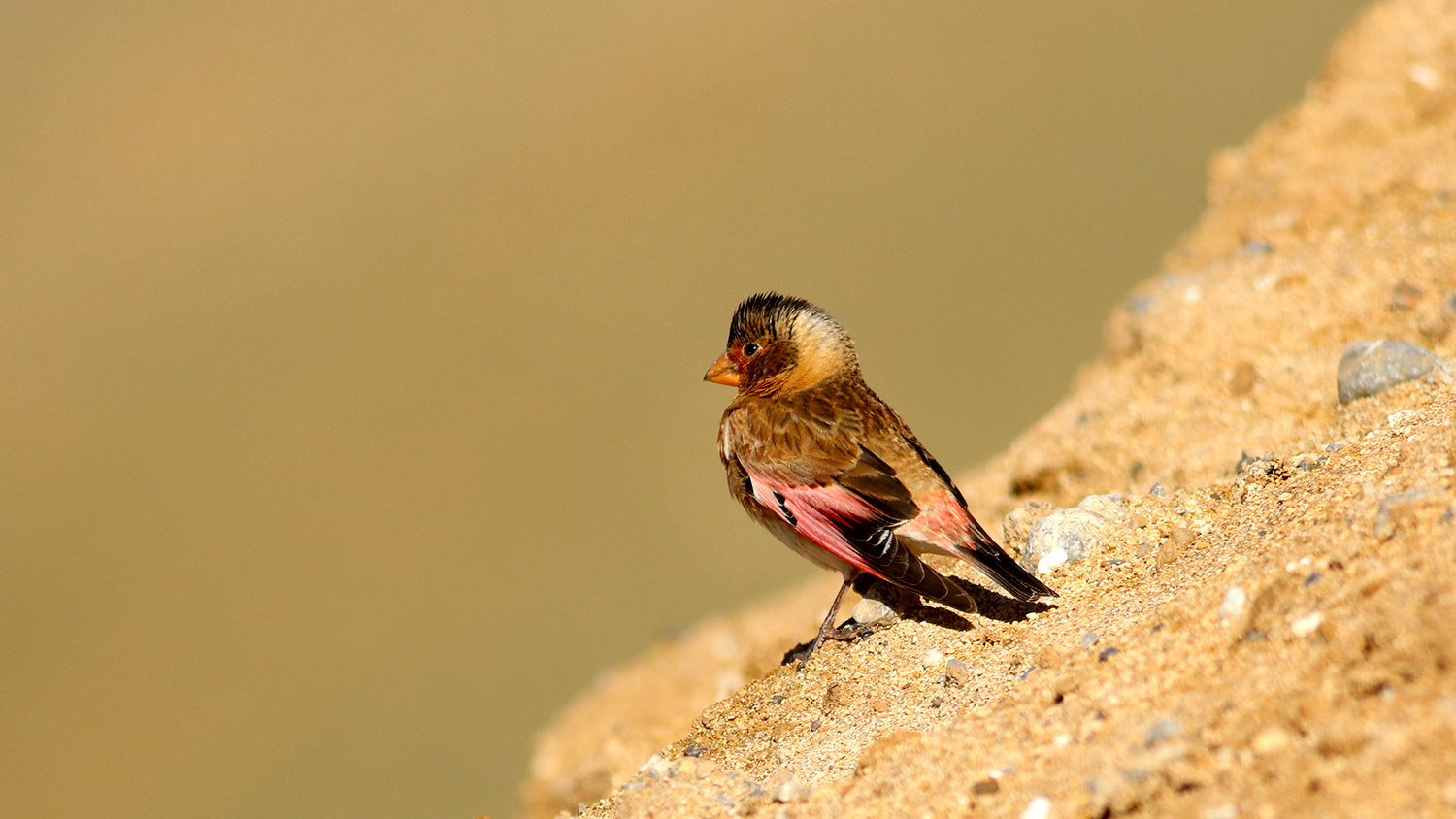 Crimson-winged Finch — Ana fotoğraf